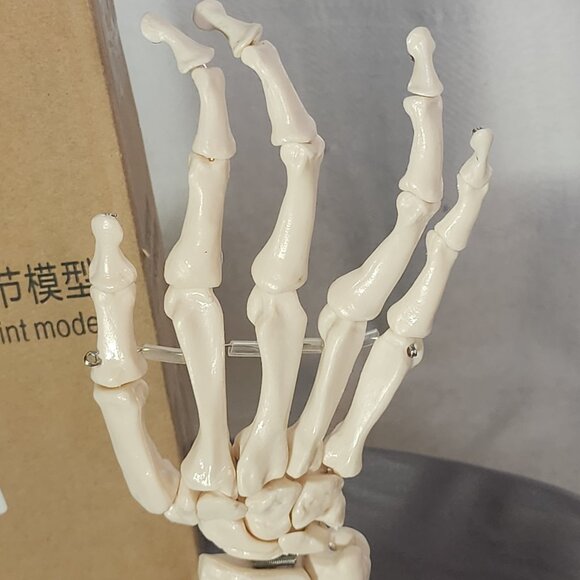 Human Hand Articulated Joint Model on Base - Picture 5 of 16